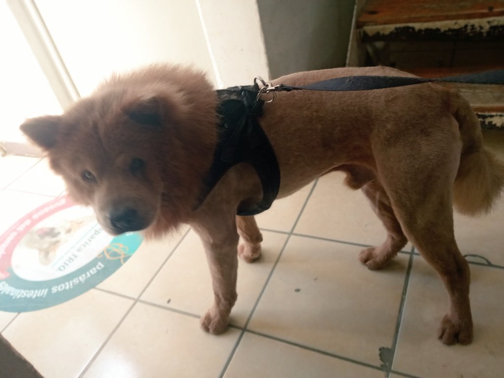 ElGran_Candyman's tweet photo. El cliente : Quiero que mi perro se vea más peligroso.
Yo: No se diga más

Y lo dejo como león jajajaja https://t.co/9wqbcOWdJd
