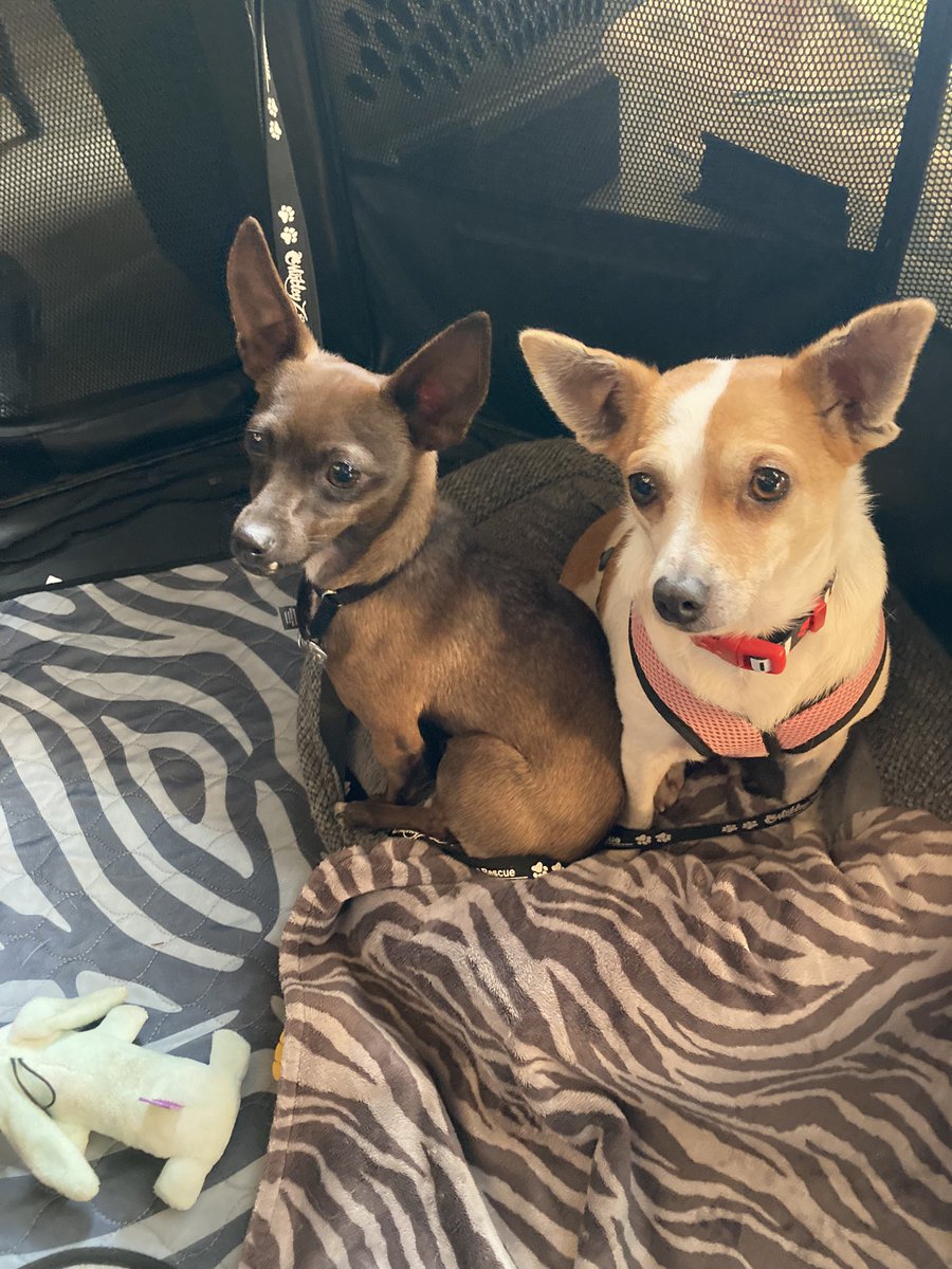 LindyKacz's tweet photo. Adopt me.  #MotleyZoo https://t.co/YxPbiP0oXf