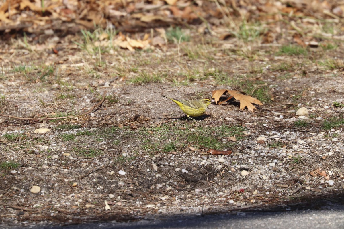 MeiMeiMemeMe's tweet photo. palmpinepalmpine! Beautiful day at Hempstead Lake State Park with small bits and bobs of yellow at the Field 3 parking lot side. #warblermigration @BirdQueens https://t.co/fvsdSKqhWY