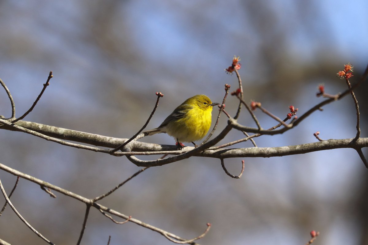 MeiMeiMemeMe's tweet photo. palmpinepalmpine! Beautiful day at Hempstead Lake State Park with small bits and bobs of yellow at the Field 3 parking lot side. #warblermigration @BirdQueens https://t.co/fvsdSKqhWY