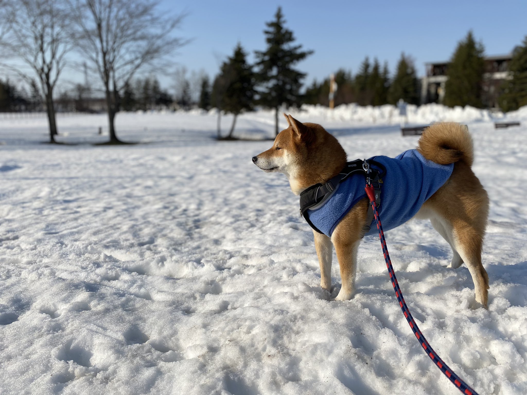 こむ犬 けん 8wpw5rcf9wcfjrq Twitter