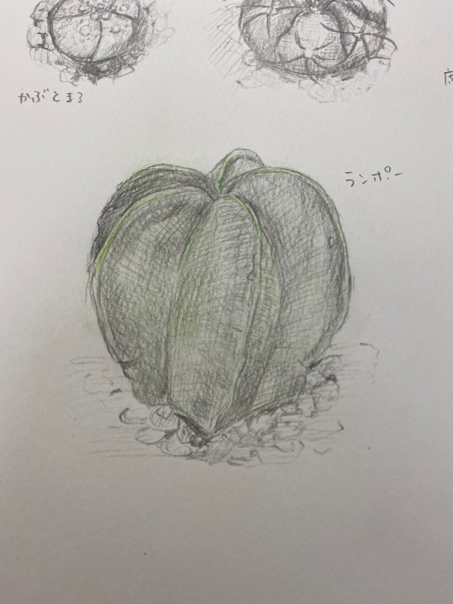 CatShrineGame's tweet photo. ランポーくんを描いてみました。
棘も白点もないので描きやすいです。
#デッサン #鉛筆画 #サボテン
#art #painting #pencildrawing #pencilart #dessing https://t.co/cPL1g1Yw1G
