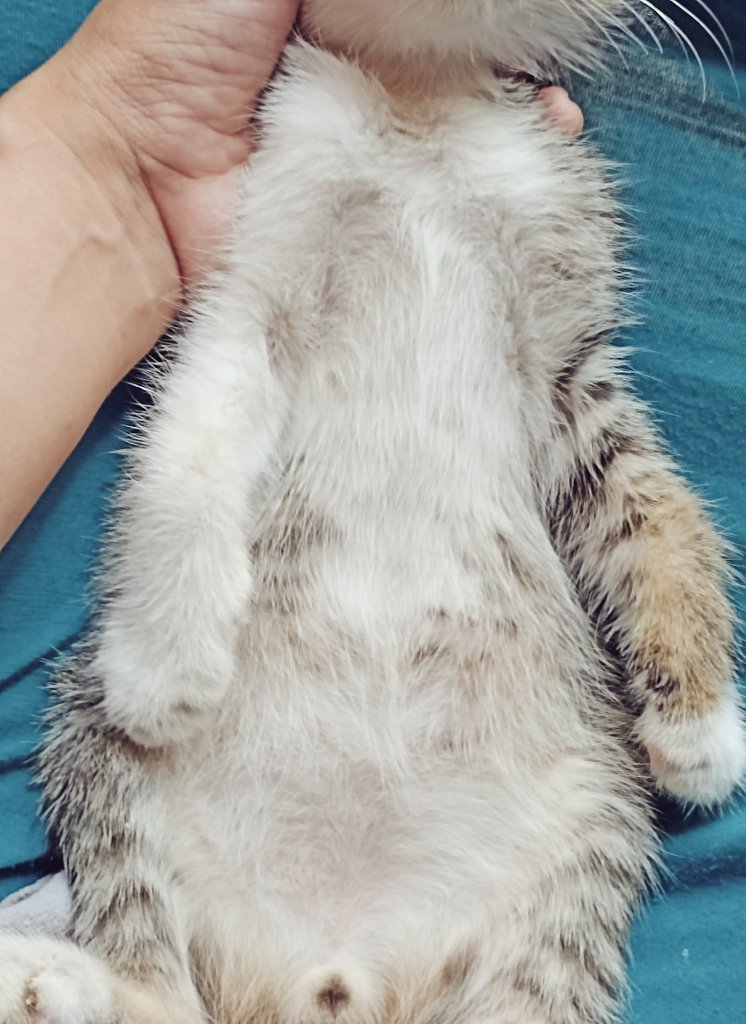 Kitty dan kawan2 🐱 tweet media
