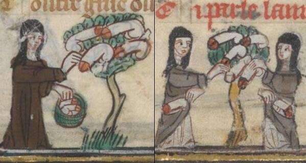 SaCha1689's tweet photo. In Germany in the 15th century, a Catholic clergyman wrote a witch-hunting manual called the Malleus Maleficarum. It claimed that witches stole male genitalia to keep as pets. They communicated with them, put them in nests, &amp; fed them oats. #FolkloreSunday https://t.co/HgNkuE72jX