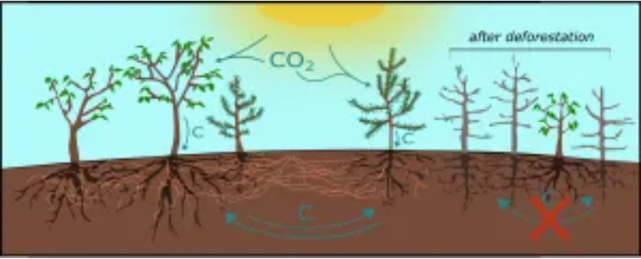 forestronics's tweet photo. The #MycorrhizalNetwork connecting trees is a #SymbioticRelationship💚with microbes in the #soil,that is extremely important for #TreeHealth during times of danger🚨,sending a #StressSignal📶to nearby #trees after a major #forest disturbance,such as #deforestation.

#forestronics https://t.co/nkgm5hJ7sw