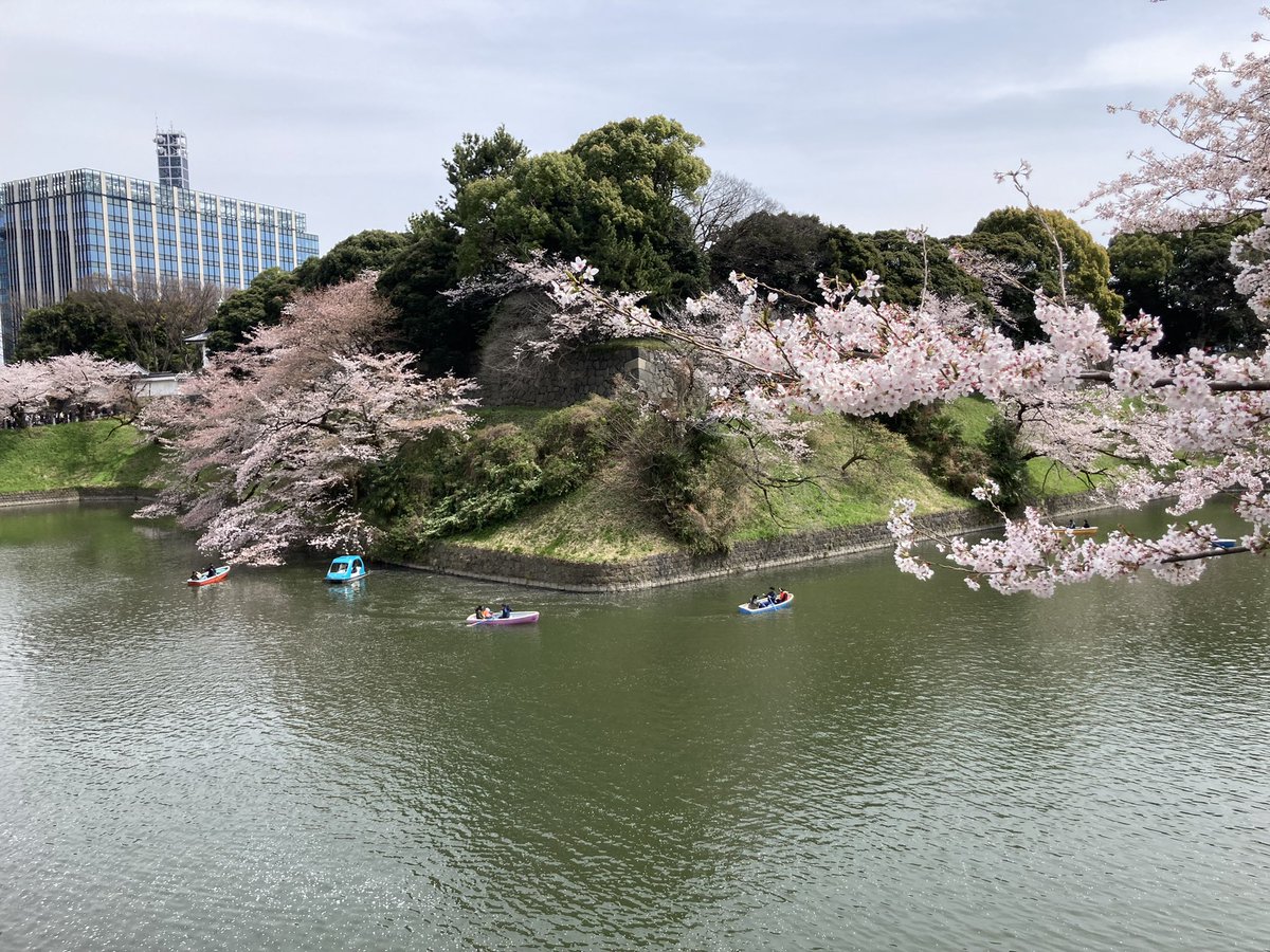🌸満開です。「花見酒の経済」最近聞かなくなりましたが、緩和マネーが居酒屋などに行かないと活用できにくい表現ですね。