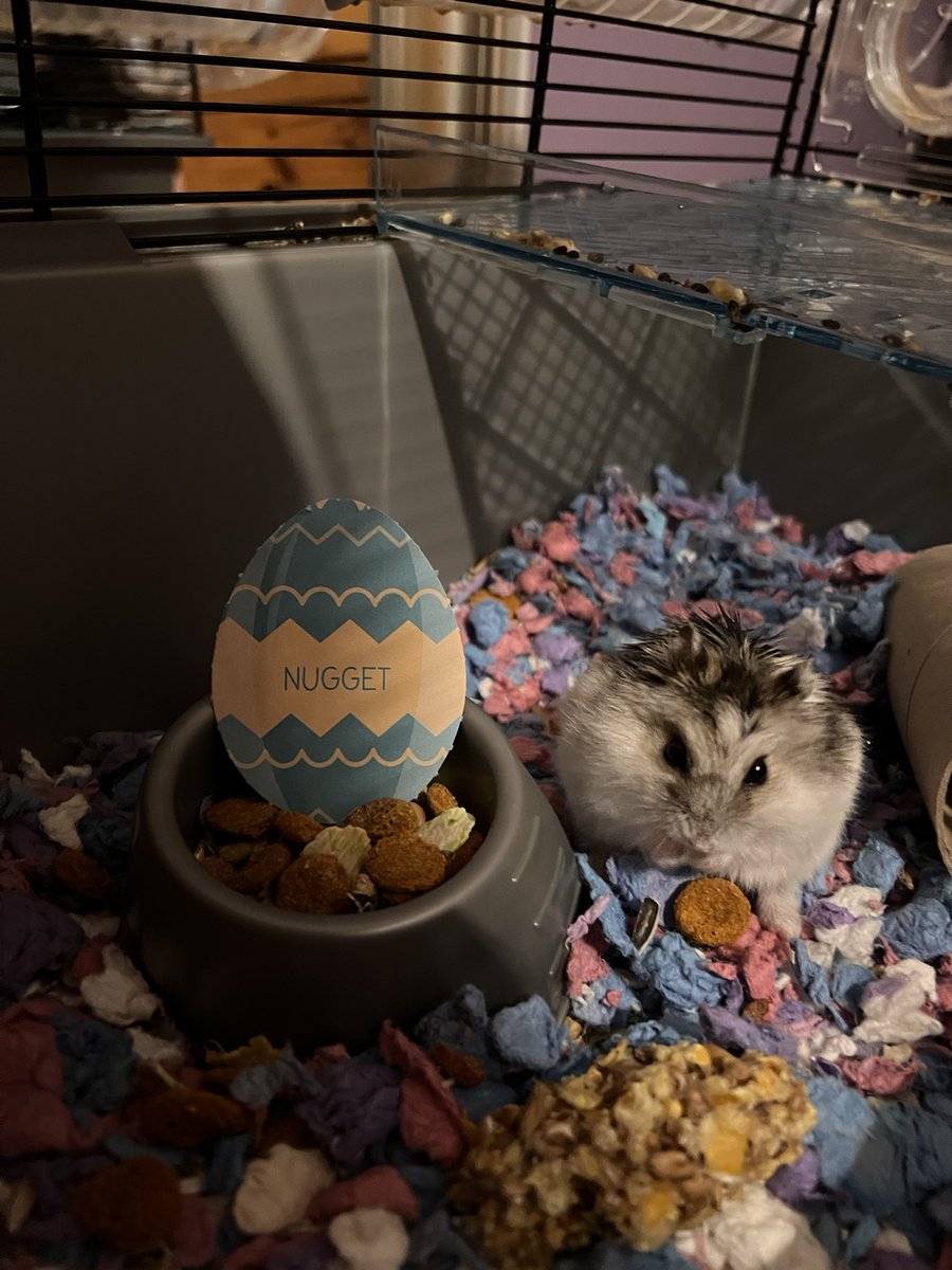 StrawberryTrilb's tweet photo. #VIPEaster @PetsatHome https://t.co/BY3QWm5GxZ