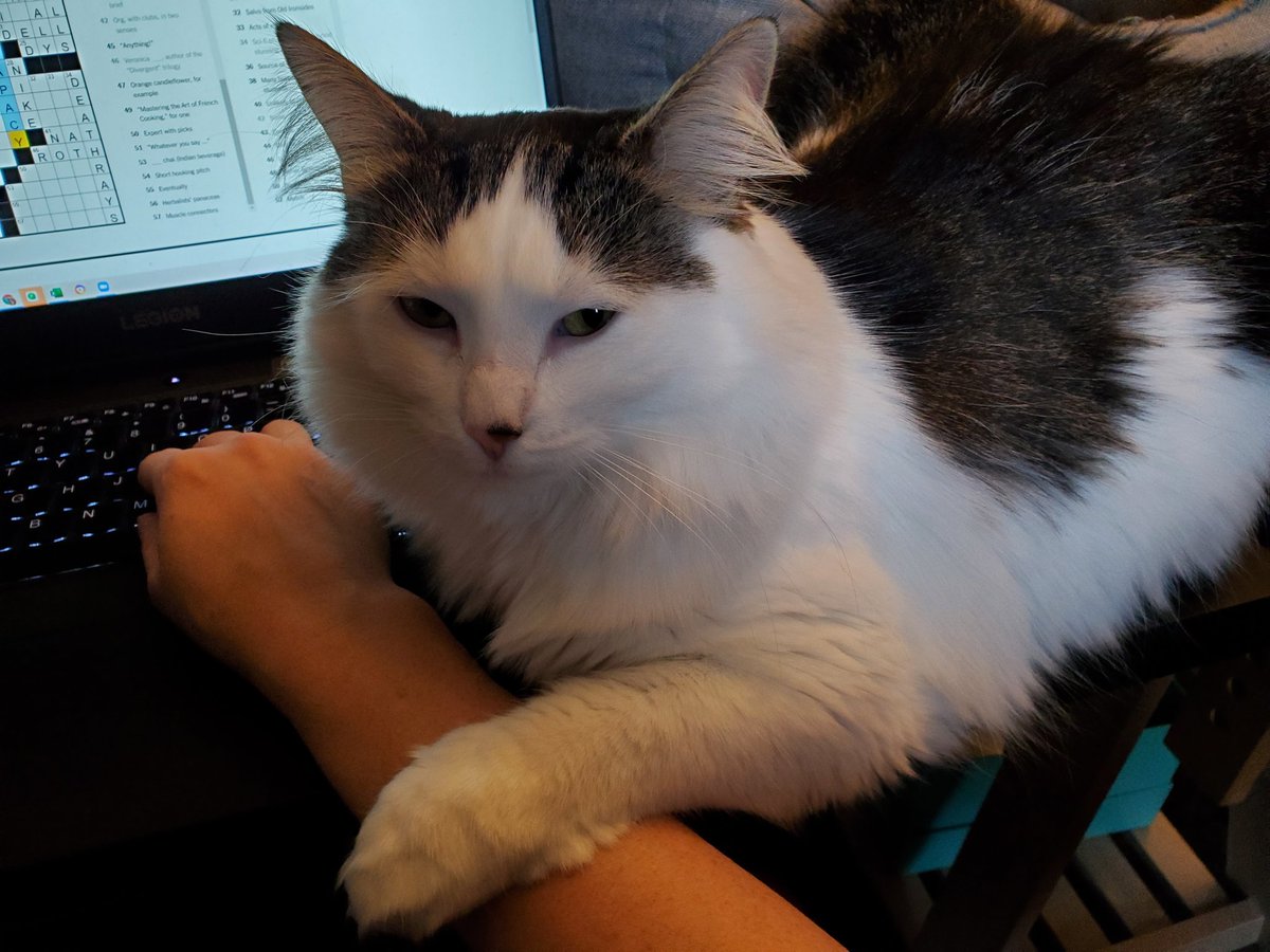 CatMomSays's tweet photo. "Okay, Luna...you are not really pulling your weight on the #Caturday crossword."
#CatMom #CatMomSays #CatsOnComputers #HelperKitty #CrosswordKitty @NYTGames #CatsOfTwitter #CatsOnTwitter https://t.co/2jmT3iaOIc