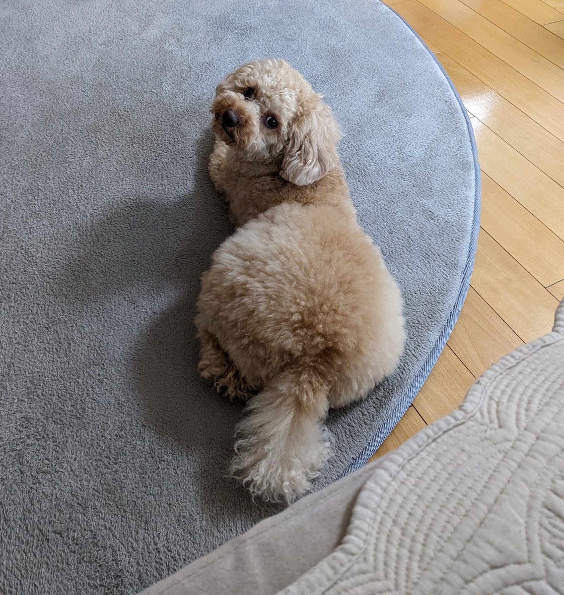 chikunpoo's tweet photo. 母に怒られて泣く娘に神妙な顔して寄り添うちーくん🐶
優しい。
犬って争い事キライだよね。
娘が下向いてる間こっちは笑ってしまったよ。
娘よ、もういっちょ前な顔してるんだからしっかりしてくれよ https://t.co/UBj3uY4BjZ