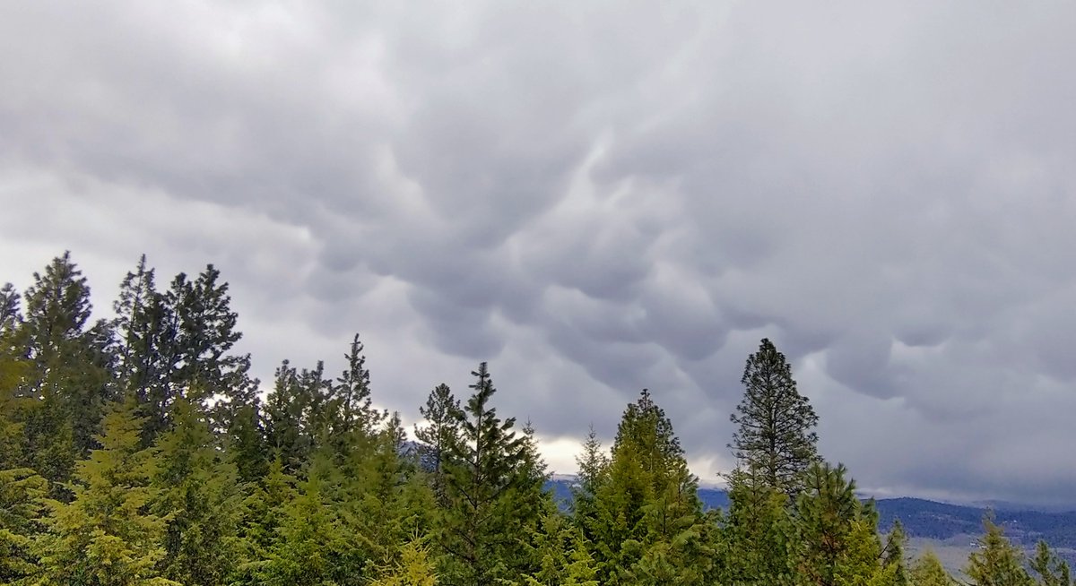 NWSSpokane's tweet image. A weather spotter near #Colville took this picture earlier today capturing the backside of a thunderstorm and nice display of mammatus clouds.  #springhasarrived #wawx