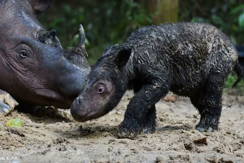 MikeHudema's tweet photo. A little good news. The Sumatran rhinoceros are critically endangered, with perhaps a total of 80 adults dwelling in the forests of Sumatra. They are very hard to find.

Now a baby rhino has been born in Way-Kambas-Nationalpark! The first in a long time. 

#Climate #nature https://t.co/xEblq5coWh