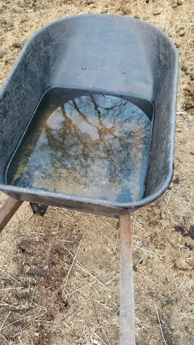 carolynstearns's tweet image. A little late for the #MarchReflectionChallenge  but an interesting wheelbarrow full trees