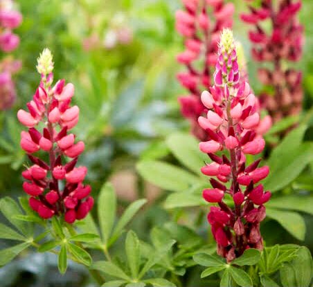 Twitter এ もも おはようございます 4 3誕生花 ルピナス 花言葉 いつも幸せ 別名ノボリフジ 花名はラテン語で狼のループスから どんな土地でも育つたくましさが狼を連想されると付きました 欧州では古代から食用や薬草として使われ 今でも大豆アレルギー