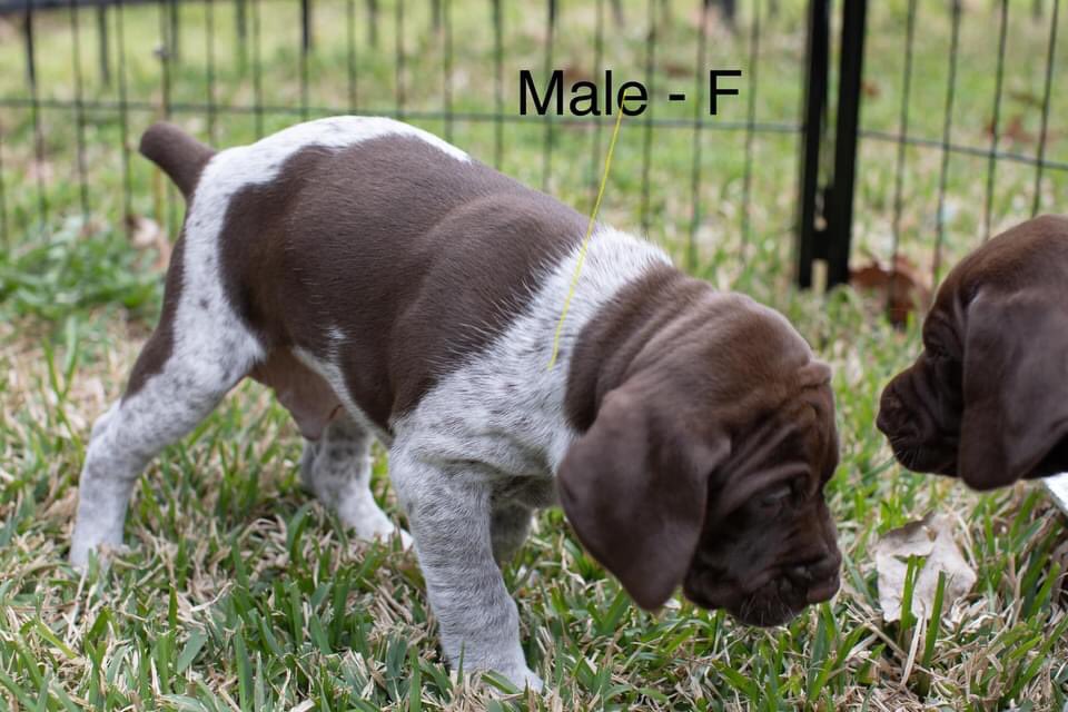 kay_ella's tweet photo. GSP 500$ message for details https://t.co/d5QyCH4VKn