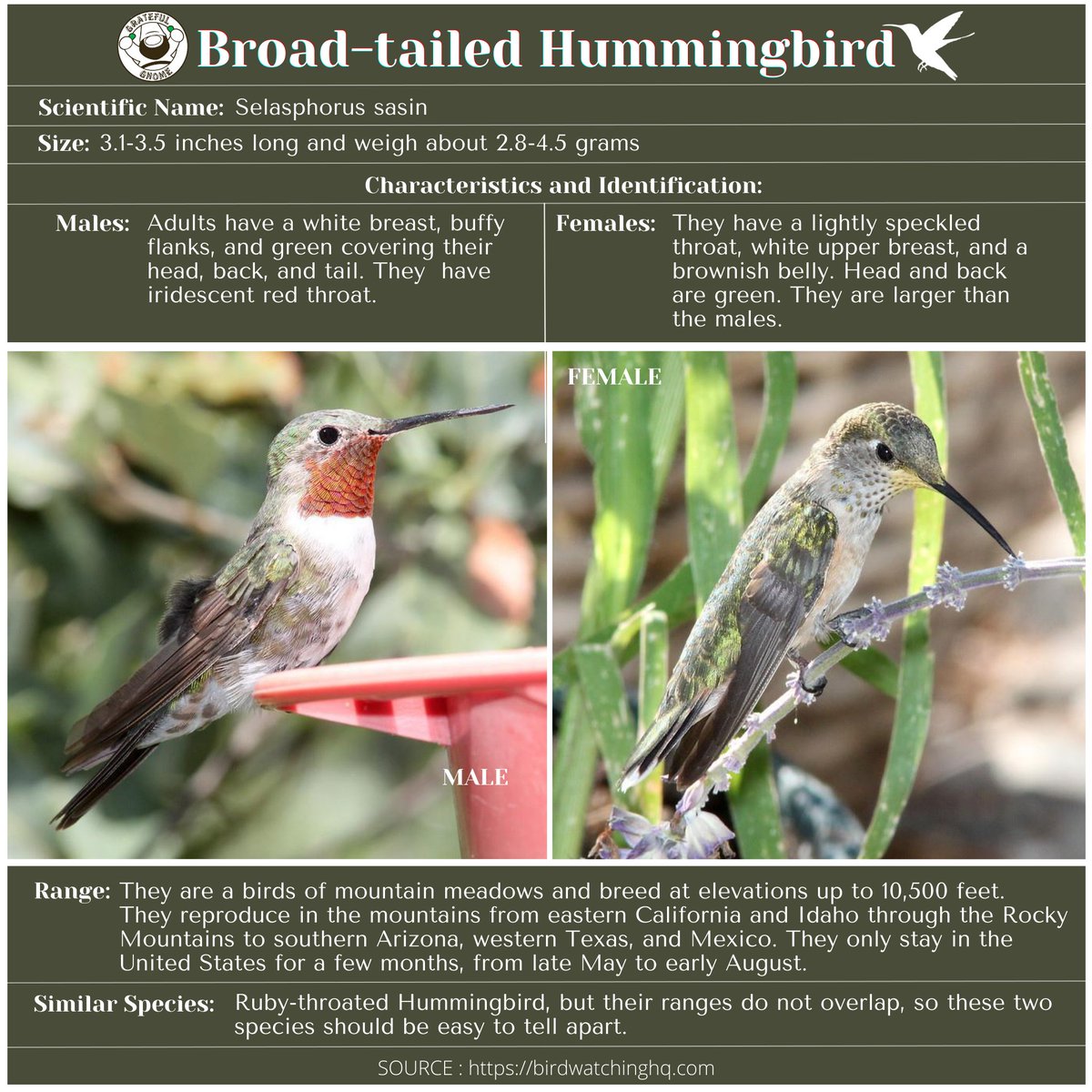 GratefulGnome's tweet photo. #SpeciesSpotlight The Broad-tailed Hummingbird is a medium-sized hummingbird species found in the highland regions from the western United States and Western Canada to Mexico and Guatemala.
#hummingbirdspecies
#hummingbirdfacts
#hummingbirdidentification
#hummingbirds https://t.co/oePw4VklRd