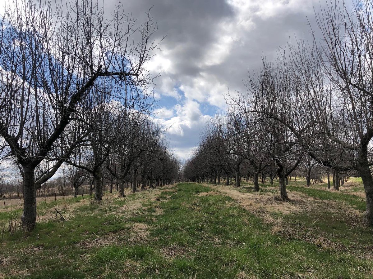 blackbearcider's tweet photo. Thanks to my orchard crew for all the help prepping for spring planting!! It’s a LOT of work clearing land and getting ready for a new block of APPLE TREES!! 🍎
#familybusiness #applegrowing #cider #cidermaking #mogrown #moapples #mocider #drinkmocider https://t.co/u9CS6nMTpa