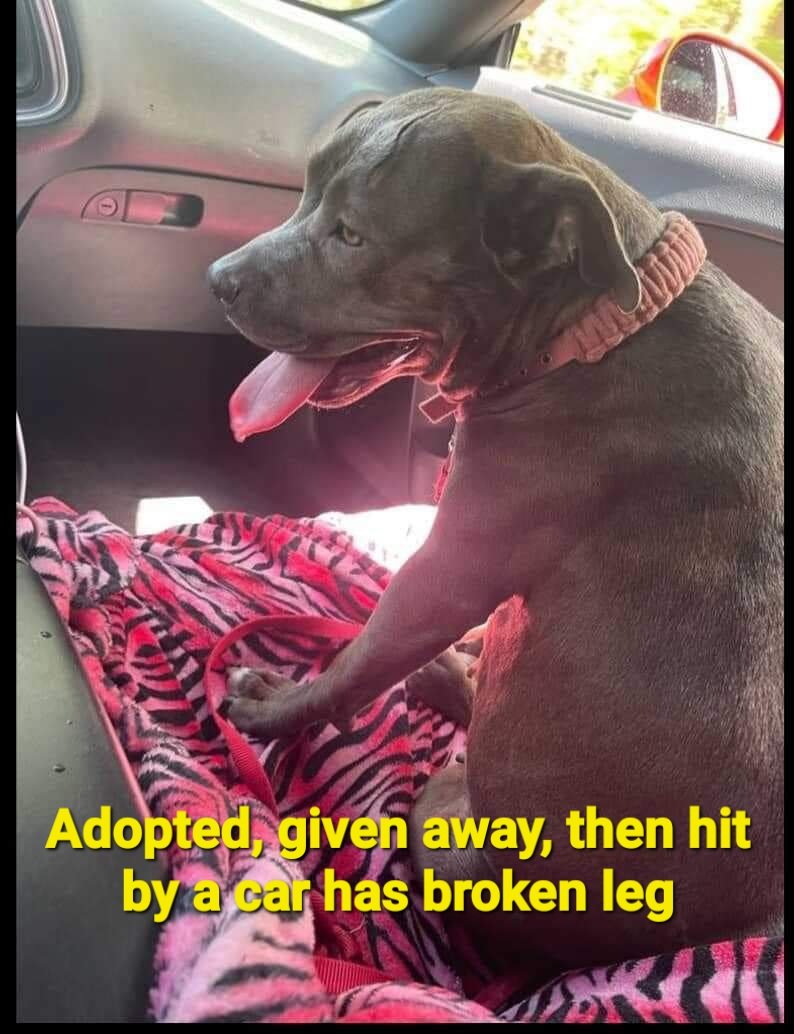 This poor dog … hit by a car .. broken leg which can be plated for about $1,500. She has $300 in donations so far. She is at Houston spca Tx just sitting there with her broken leg. Was adopted from Harris county in 2021. Owner gave her way to someone a couple of weeks ago.