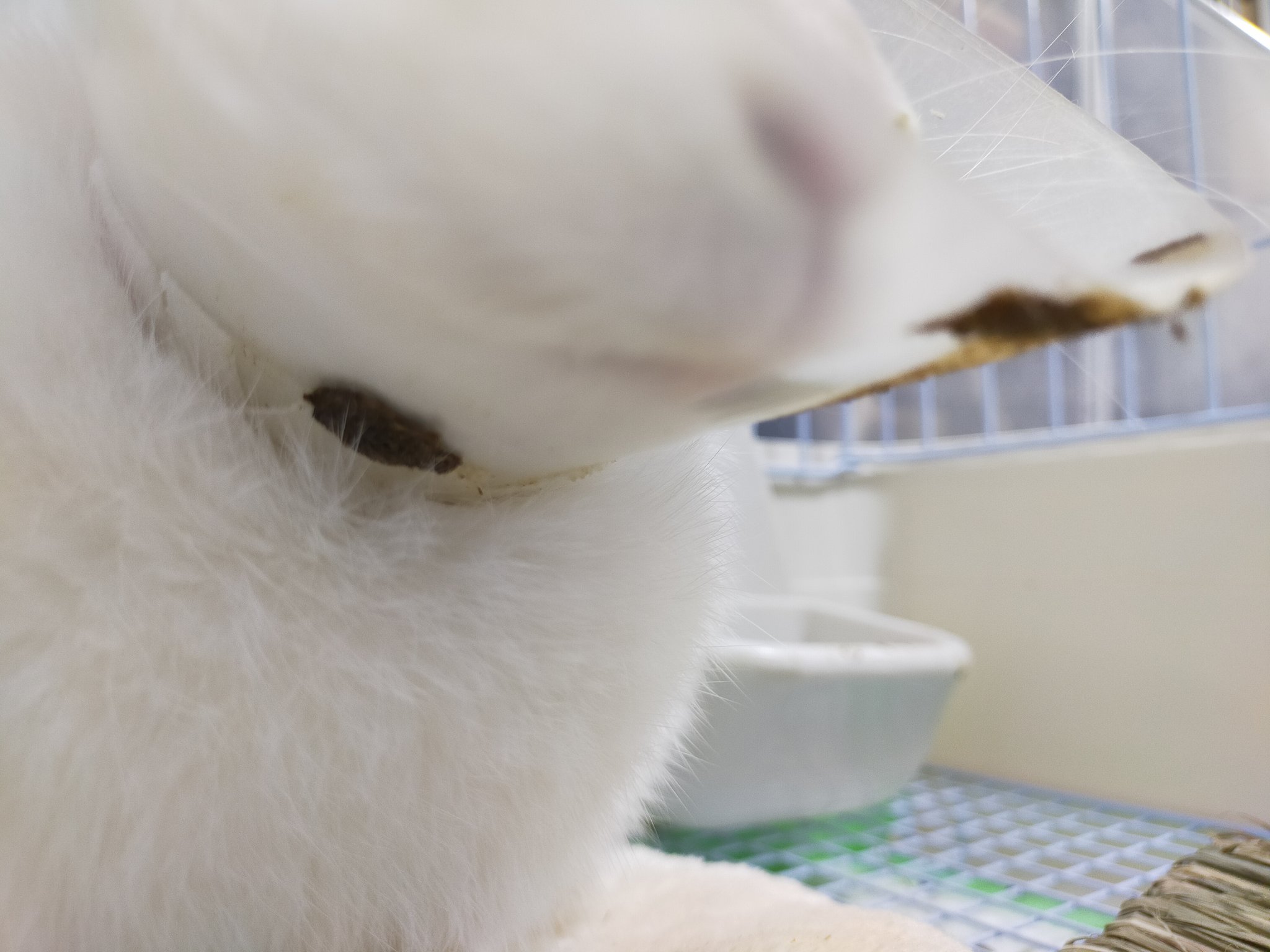 ほたる 朝起きたら うんこまみれになってた 盲腸便が食べられないからたくさんゲージにおちててびっくり カラーに入れたら少しだけ食べたけど 大分拒否られた むむむむ 心配 うさぎ T Co U28rlkrqft Twitter