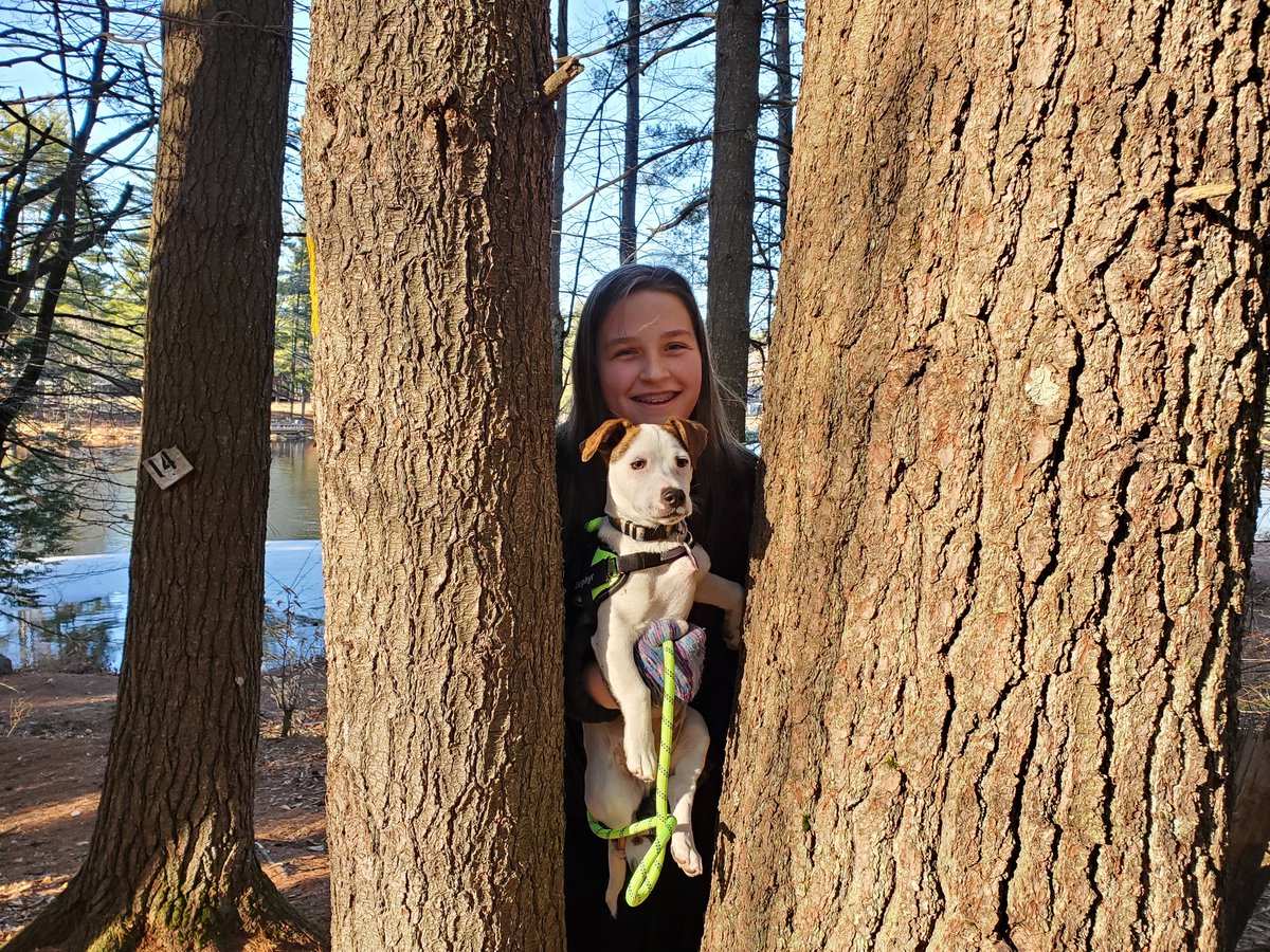 Social4Sarah's tweet photo. #AdventuresWithZephyr on a small part of the Hopkinton Village Greenway trail in Hopkinton, NH. #TrailTraining #DiscoveryZone #RescueDog https://t.co/y7d8FqiQVM