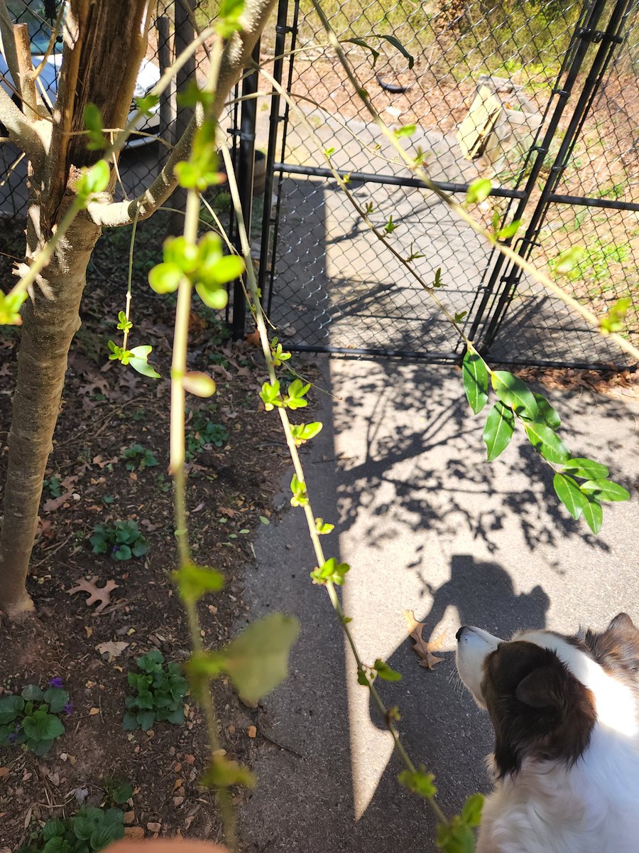 cheflauraahn's tweet photo. #shadows of spring brings new #growth https://t.co/issV74a1fD