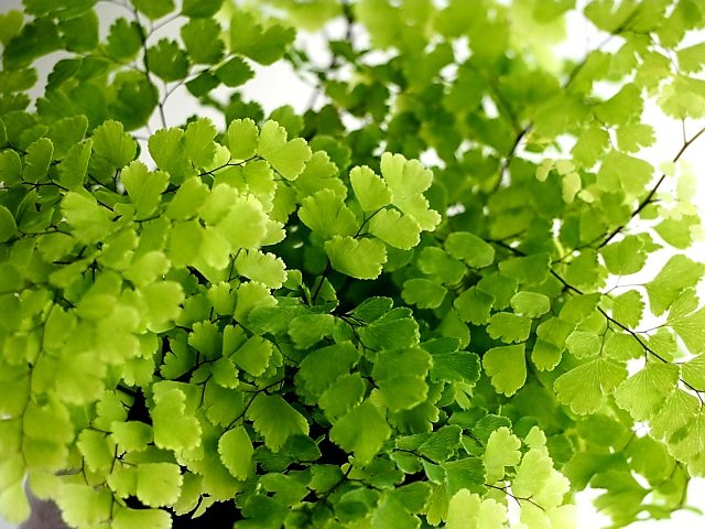 アジアンタム Twitter Search Twitter