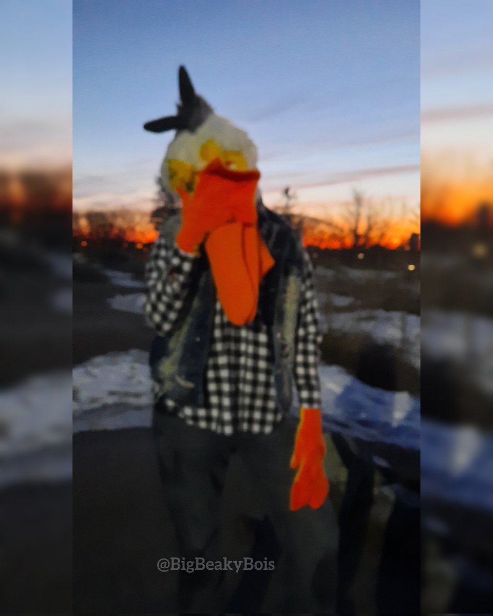 BigBeakyBois's tweet photo. Blursed Anchovy: a triptych - 1/3
Aka have some outtakes lol
#fursuit #fursuiter #partialfursuit #birdfursuit #pelicanfursuit #pelican #toonyfursuit #canadianfursuiter #furry #fursona #canadianfurries #fursuitphoto https://t.co/yhGJ7fLAZG