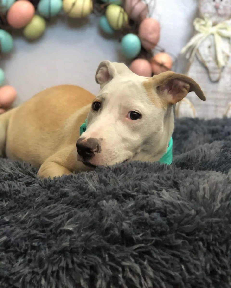 rabitokontento's tweet photo. Amigos, les tenemos un #RETO queremos lograr los 2mil retweets de esta preciosa!Rolly fue abandonada en un lugar boscoso y cayó por el barranco, a sus chillidos, la encontramos pies abajo con la ayuda de equipo especial,necesita una familia que la ame y la ayude a florecer. Inbox https://t.co/Of1LI61iTX