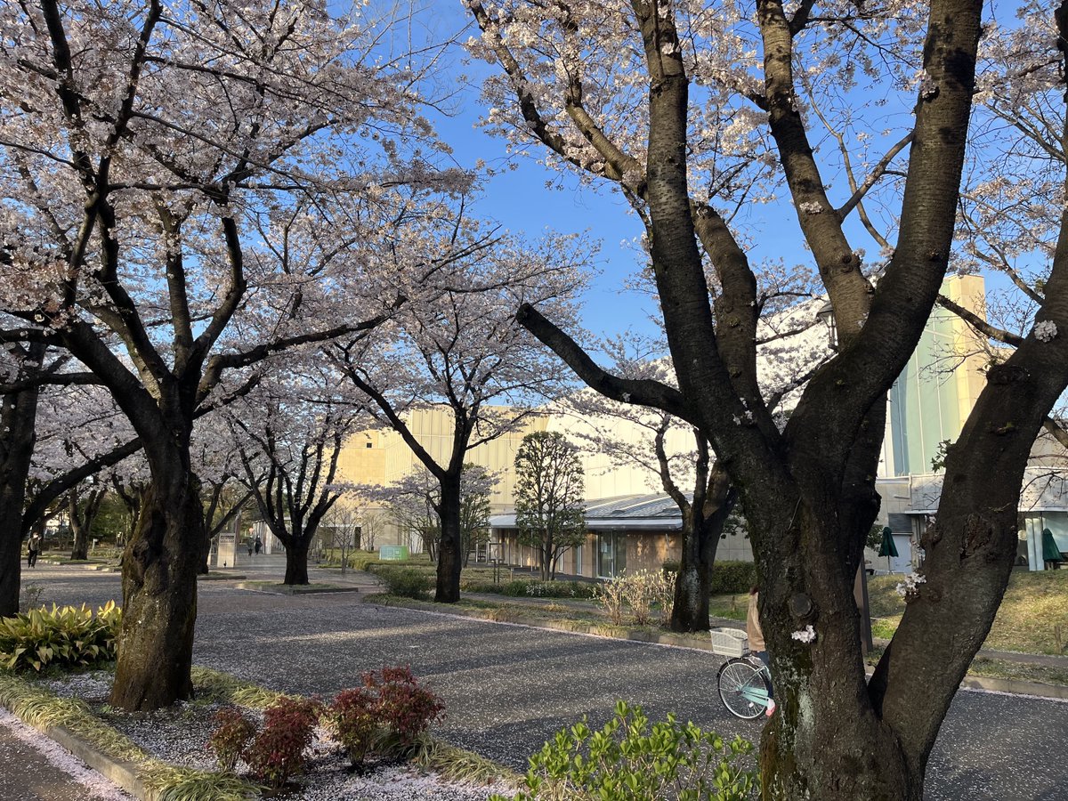 FuchuArtMuseum's tweet photo. 新しい年度が始まりました！府中市美術館の2022年度のスケジュールも公開となっています。
現在はあいにくの雨ですが、美術館のある府中の森公園の桜も見頃を迎えています。是非お出かけください！
https://t.co/ncKTLtdxyB https://t.co/eRnHmdrwNi