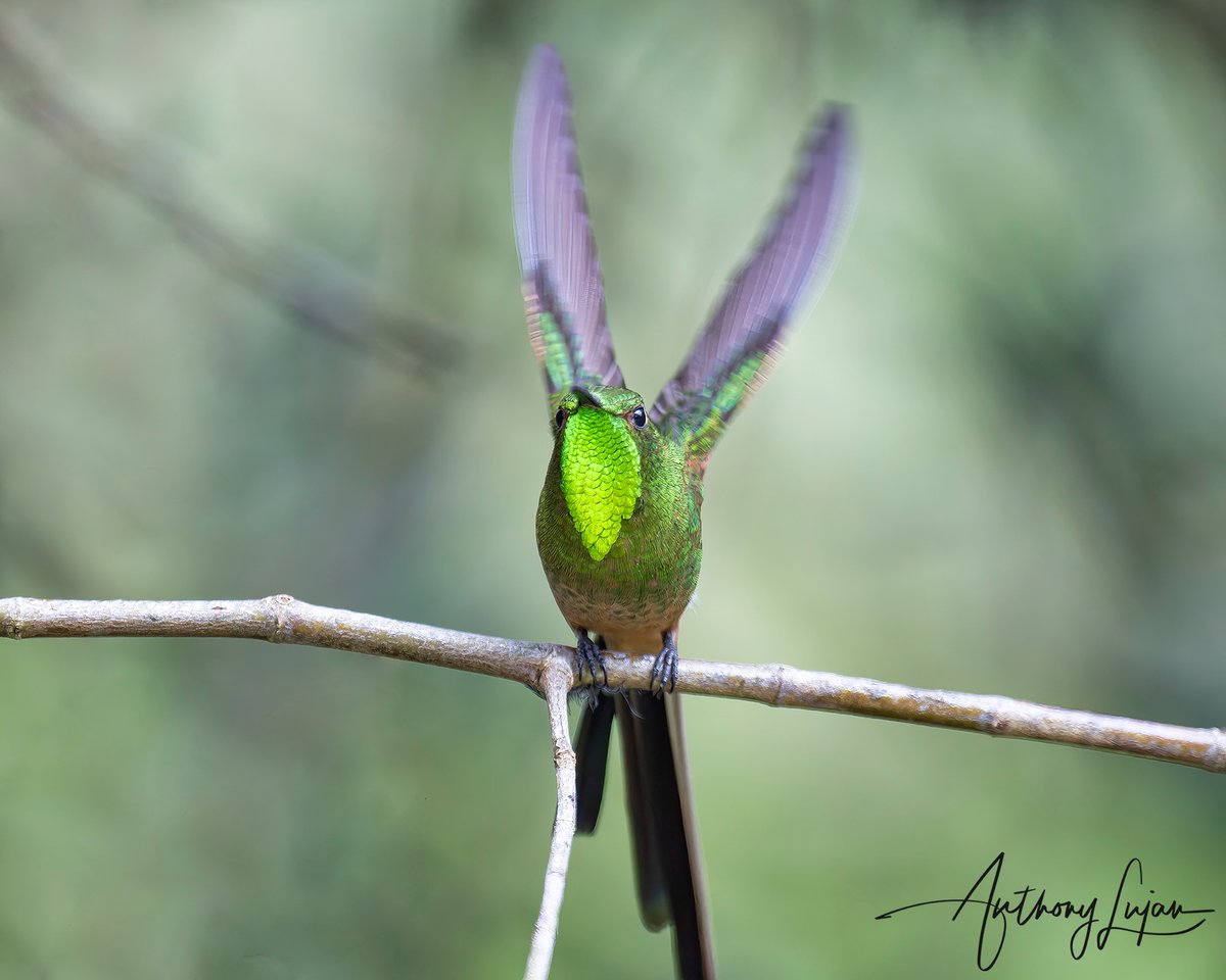 anthonylujan's tweet photo. Nothing like seeing the Black-tailed Trainbearer in person. The duller green with a shinny green gorget and a much longer tail than the Green-tailed Trainbearer. These guys steal the show! 
Colombia March 2022
Sony A1 - Sony 600mm

#BlacktailedTrainbearer #Trainbearer #hummin... https://t.co/Mh4X7th5gA