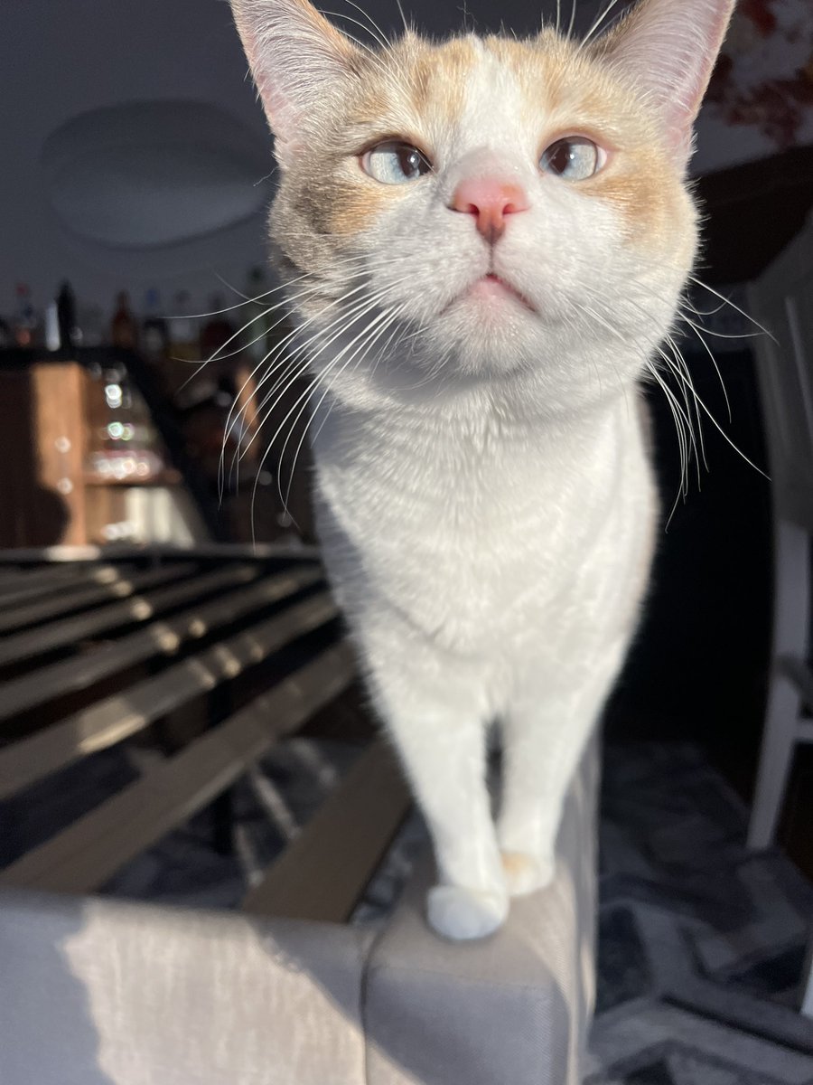 fatfatpankocat's tweet photo. Sunny Pank https://t.co/5OHi8h1IqR