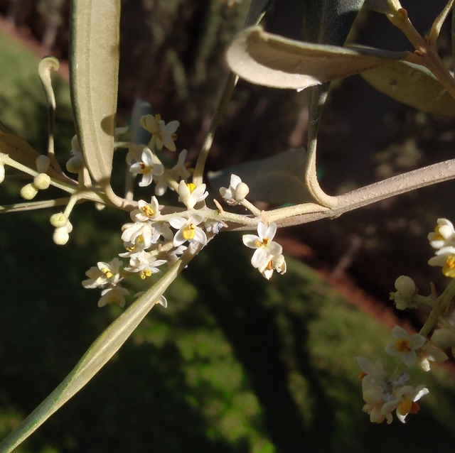 ぼかいか モロッコに住んでいます オリーブの花が咲いている とても小さい お花見って感じの花ではない 私は花粉症じゃないので平気なんだけど ダメな人もいるって T Co Aolnseui2f Twitter