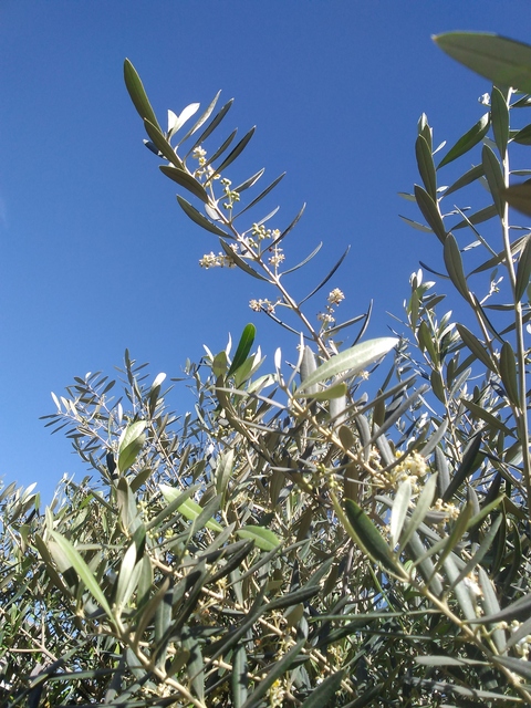 ぼかいか モロッコに住んでいます オリーブの花が咲いている とても小さい お花見って感じの花ではない 私は花粉症じゃないので平気なんだけど ダメな人もいるって T Co Aolnseui2f Twitter