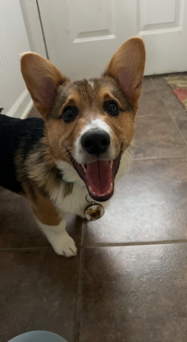 Happy boi #twitterdogcommunity #dogsoftwitter #DogTwitter