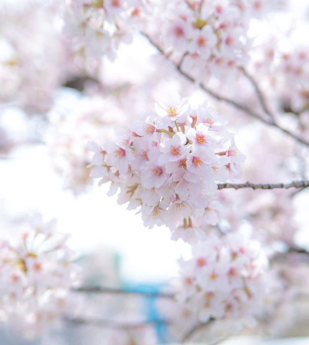 makopimk5's tweet photo. 咲き誇る桜を撮りにお散歩です。#桜並木 #桜 https://t.co/0NWuYWBm4g