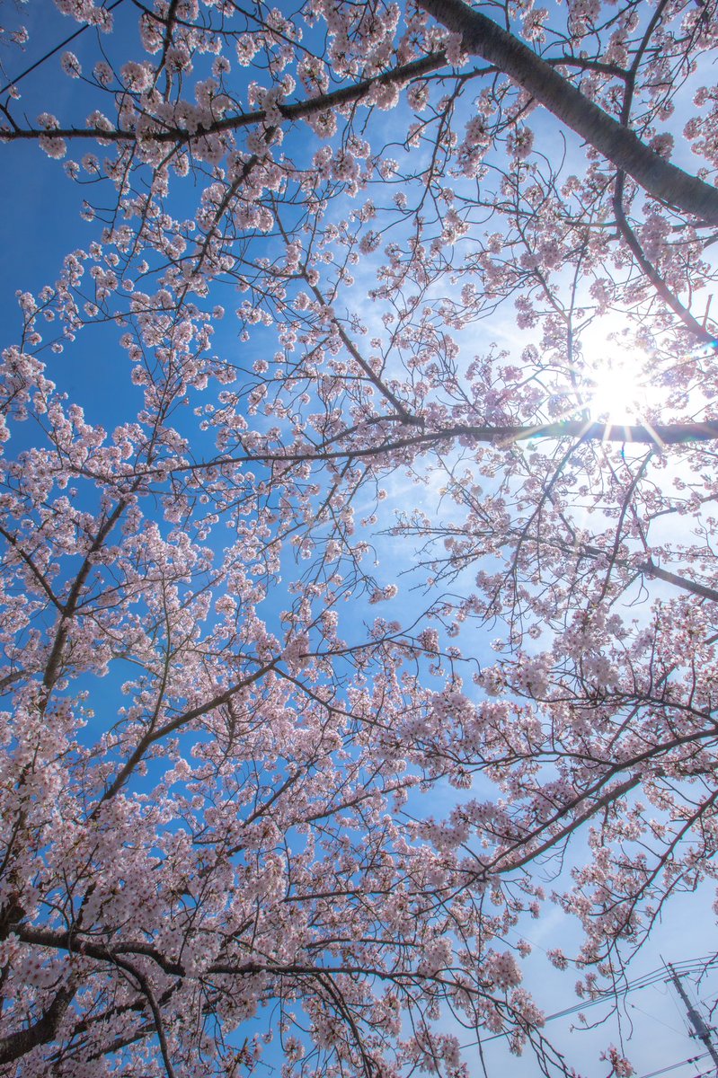 makopimk5's tweet photo. 咲き誇る桜を撮りにお散歩です。#桜並木 #桜 https://t.co/0NWuYWBm4g