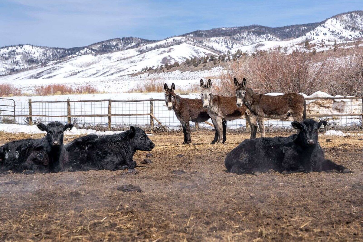 pourmecoffee's tweet photo. Look at these hardos. Also, band name CLAIMED.

"Latest line of defense against wolves on this Colorado ranch? Guard donkeys" https://t.co/ak3oXzWZfc https://t.co/VwL1dz5xHz