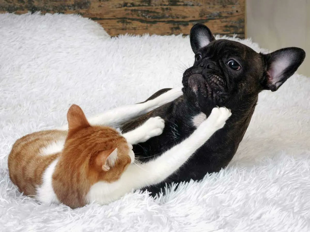 poor_puppy's tweet photo. Can cats and dogs really get along? Here's how to make it work https://t.co/ZaOT8kGI5O https://t.co/OgbK2Bb0yZ