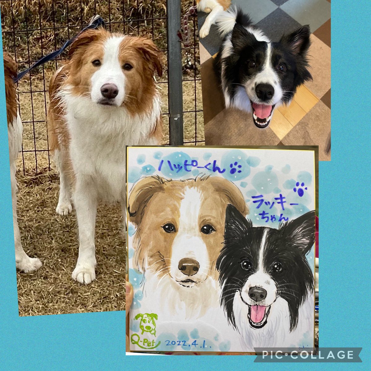 akkinea's tweet photo. 初日にお描きしたお客様🐶🐱で
おはようございます、いよいよインターペット最終日！こんなわんこだらけの楽園に通うのが今日で終わっちゃうなんて寂しい😂

#インターペット
#Qpet
#九州ペットフード
#似顔絵プレゼント
#犬の似顔絵
#猫の似顔絵 https://t.co/pgc73JDDMi