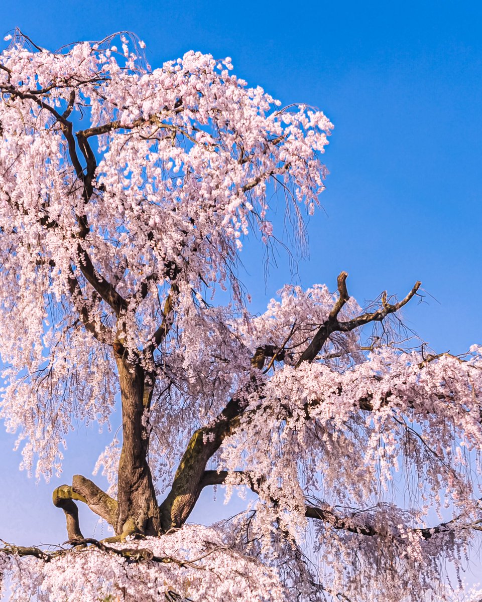 flovvers_io's tweet photo. The symbolic weeping cherry tree in Maruyama Park, Kyoto🌸 https://t.co/iUyoly3spV