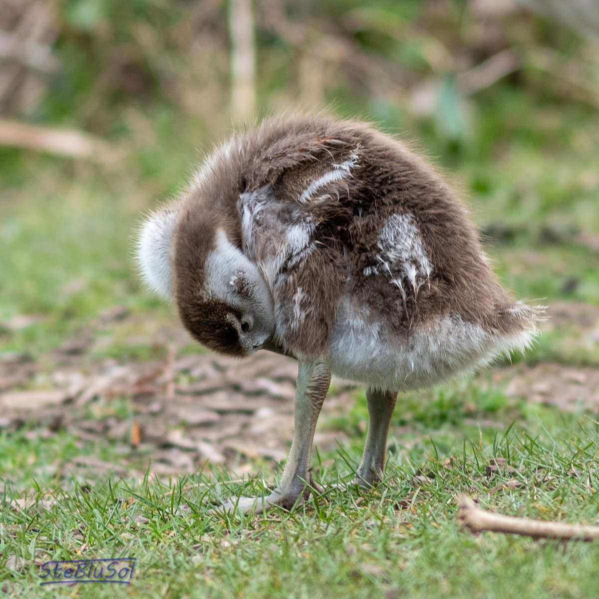 Blumi (@steblusol) on Twitter photo 