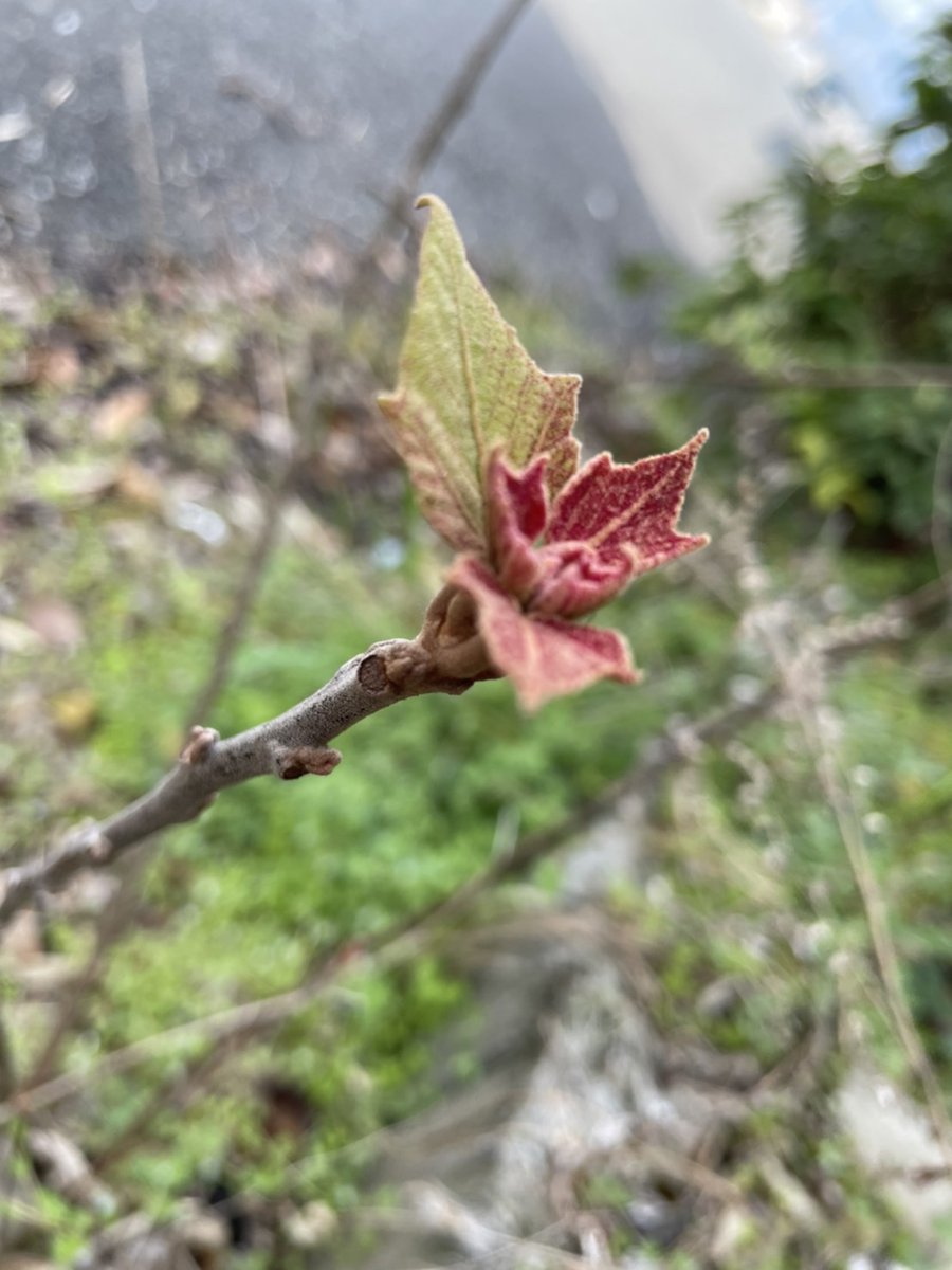 黒くまぷりん＠検索１位趣味ブロガー tweet media