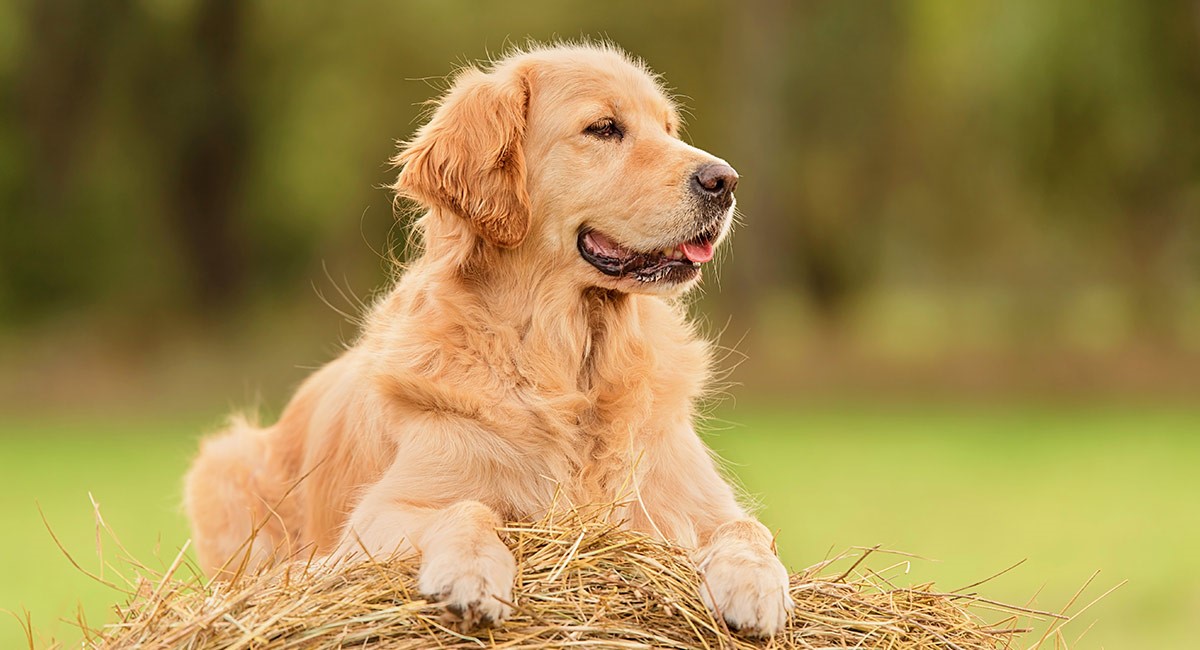 evcil_pet's tweet photo. Golden Retriever https://t.co/6NdDuKUUUp