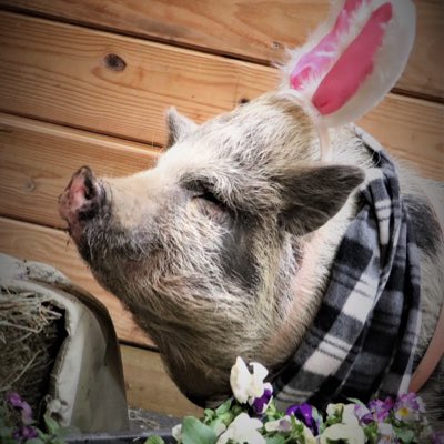 PigglesThe's tweet photo. #NewProfilePic https://t.co/9trUGvV2QR