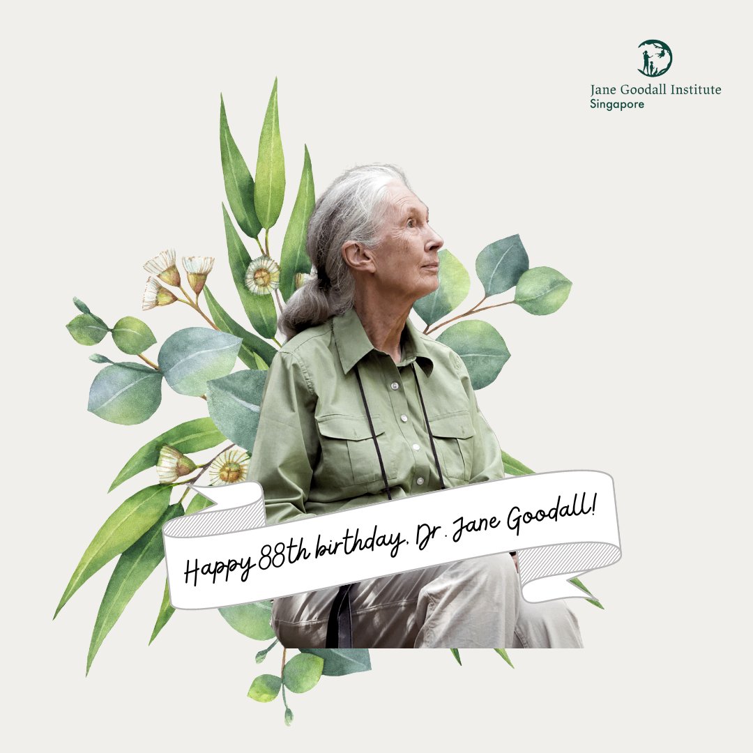 Join us in wishing the one and only Dr. Jane Goodall a very happy 88th birthday! 💚🎉