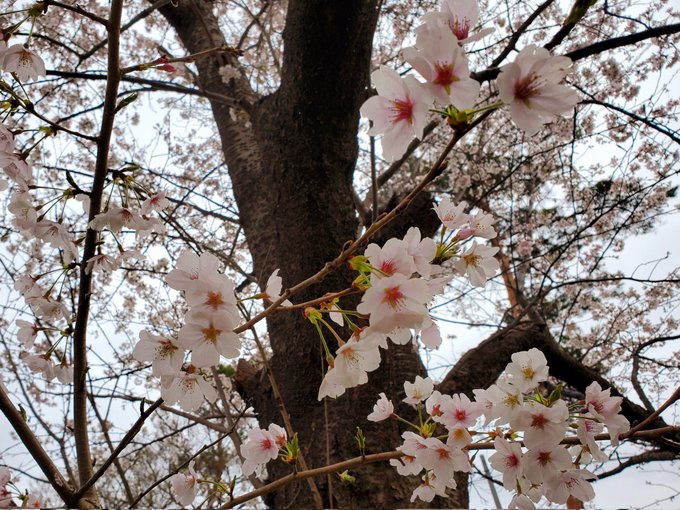 ☔と🌸

異動してからこっち初めての土日休みを迎えたので少し気持ちも落ち着いてきて(まぁ緊急召集かけられる夢で起きたけど)桜見などしてみる。
やはり🌸はイイよネ～心に沁みる☺️ 