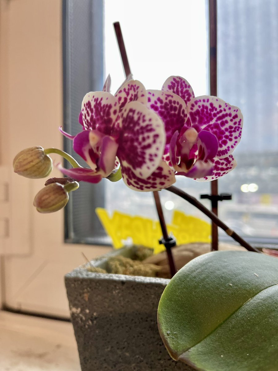 ronsjvill's tweet photo. Orchids given by @MSMStuy6Rehab as a birthday gift is blooming again after a year! The care I have for the team is the same care I gave the orchids reason for its blossom❤️ 💐 #AprilBaby #spring2022 #orchids #unexpectedbloom #flowers #wateronceaweek https://t.co/5iACfZLzW8