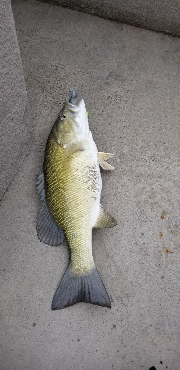 DayDreamFisher's tweet photo. Felt good to finally get out and boat flip a chunk. #LakeTherapy #KYLake https://t.co/zjp9e83ct3