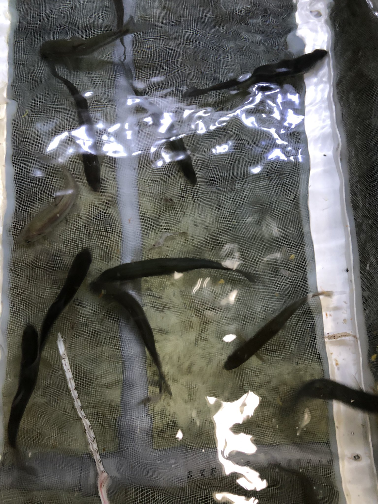 Follow フィッシングヒカリ S Fishinghikari Latest Tweets Twitter