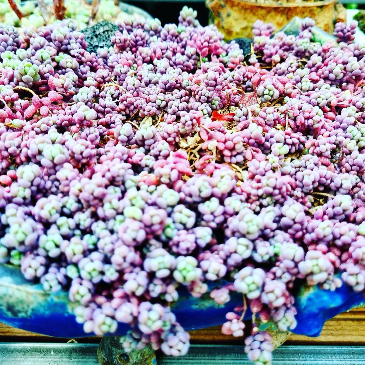 GdmiSXaA287746n's tweet image. #봄봄봄~ #다육농장