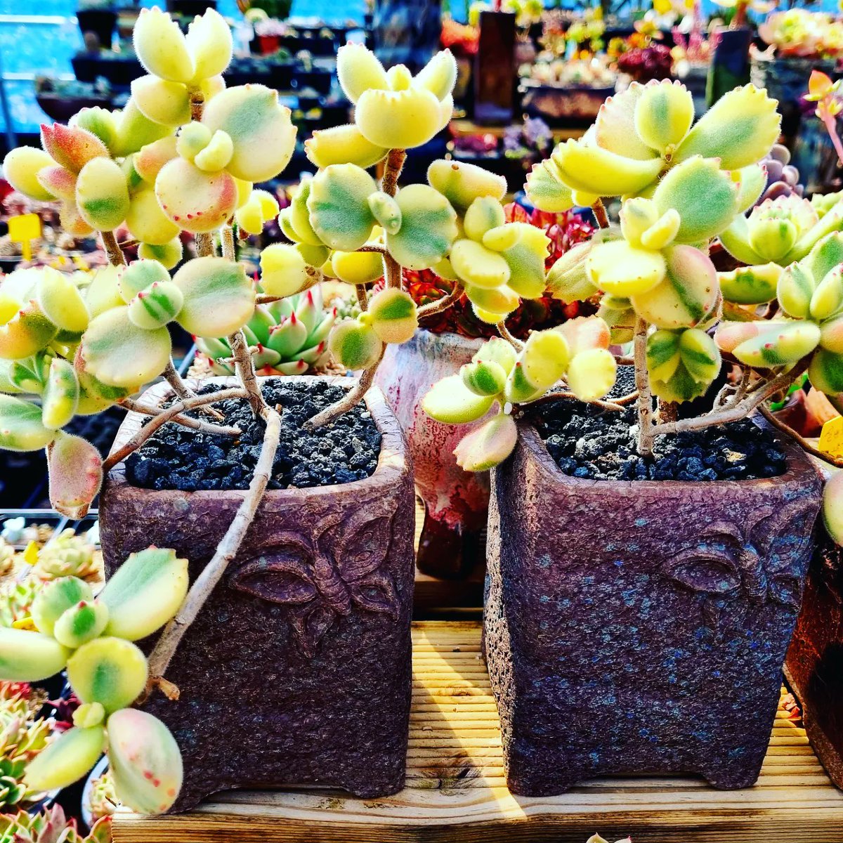 GdmiSXaA287746n's tweet image. #봄봄봄~ #다육농장